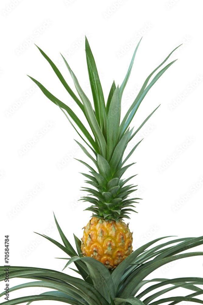 Fototapeta premium ananas