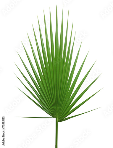 feuille de palmier Washintonia filifera photo