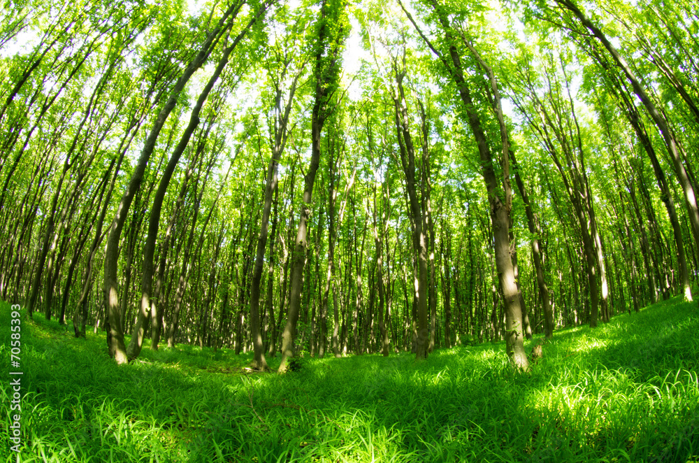 Subtropical forest in Nepal Subtropical forest in Nepal