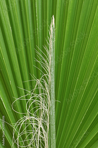 feuille de palmier Washintonia filifera