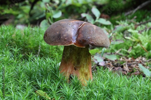 Mushroom Boletus luridiformis.