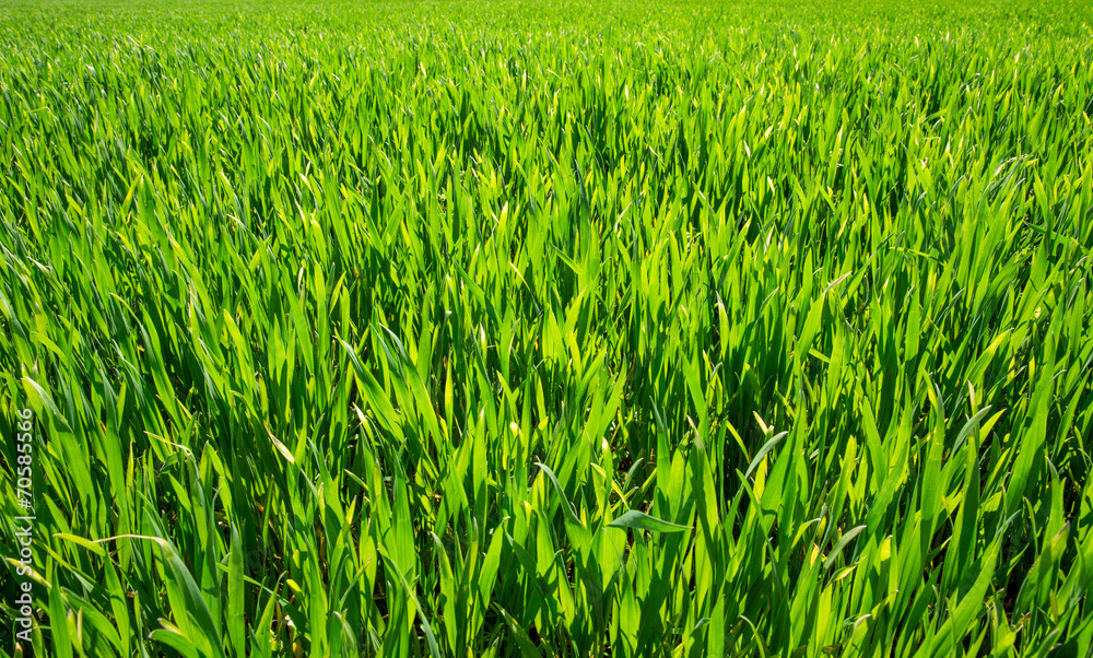 Obraz premium Background of a green grass