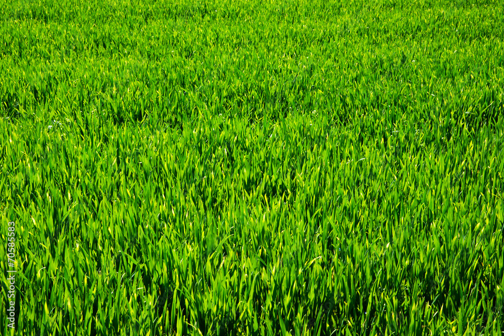 Green lawn for background Green lawn for background