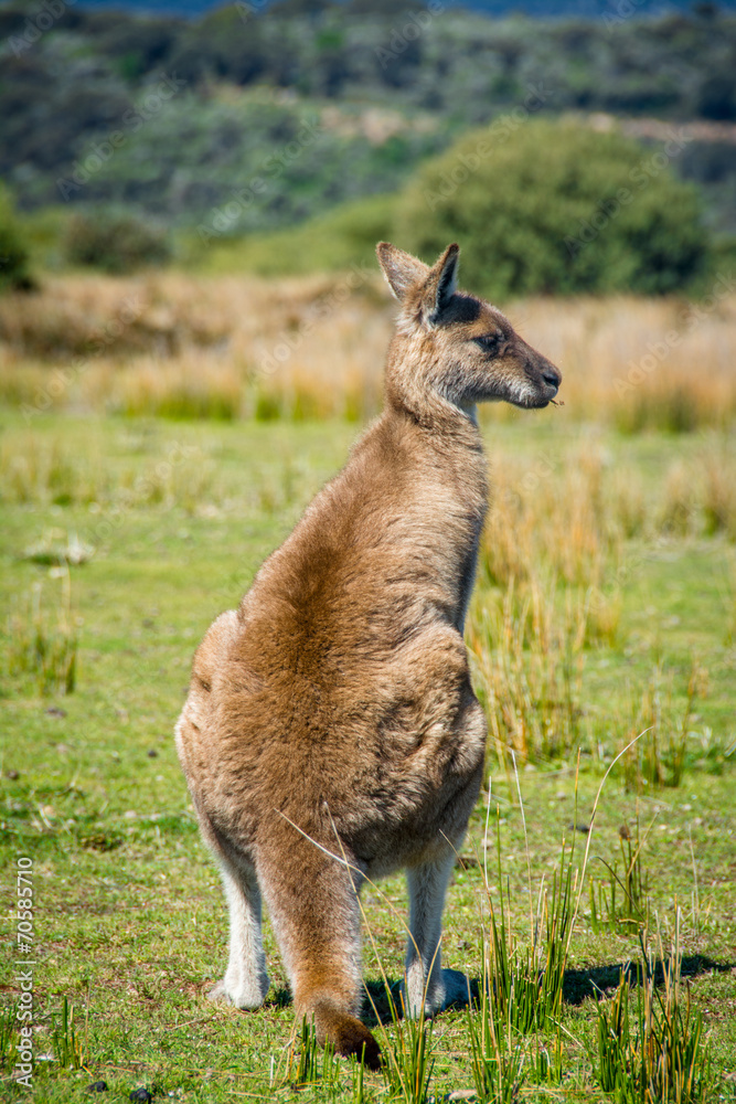 Kangaroo in Wilson Promontory Nationalpark Kangaroo in Wilson Promontory Nationalpark