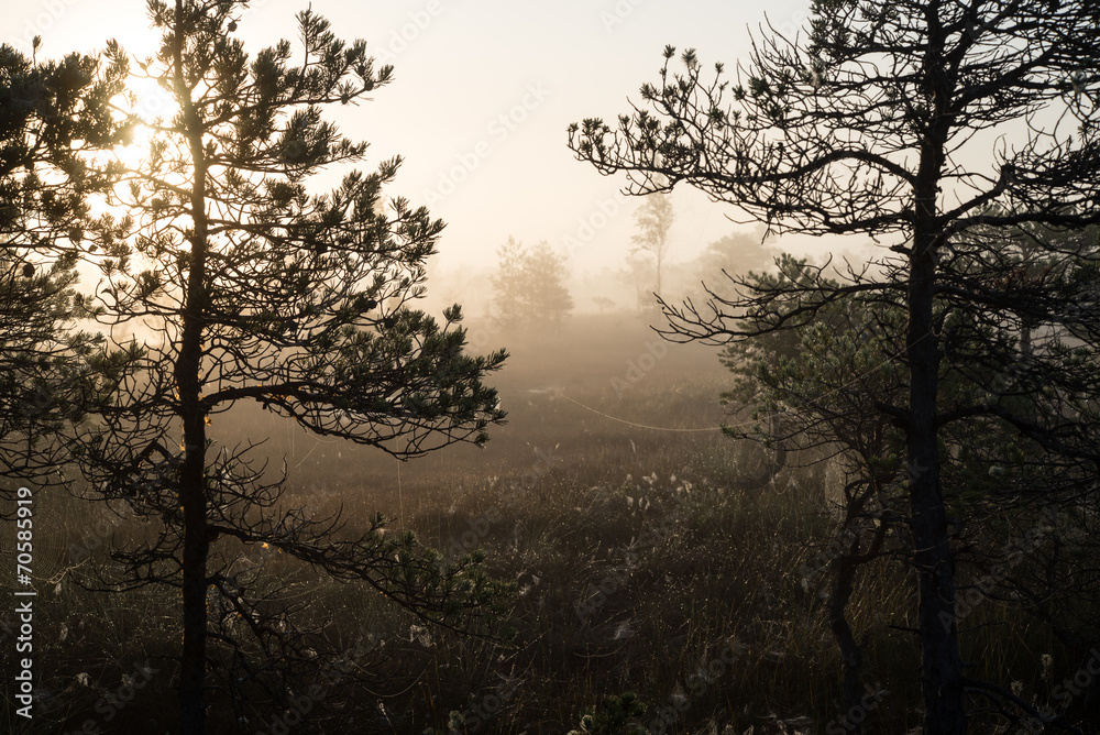 Beautiful tranquil landscape of misty swamp lake Beautiful tranquil landscape of misty swamp lake