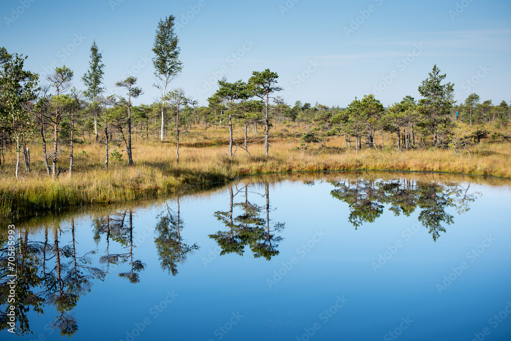 Obraz premium Beautiful tranquil landscape of misty swamp lake