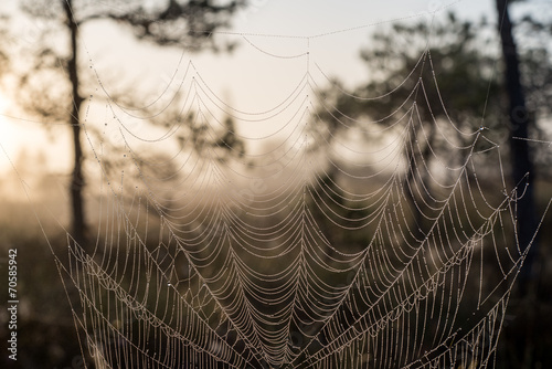 Beautiful spiderweb with dew drops