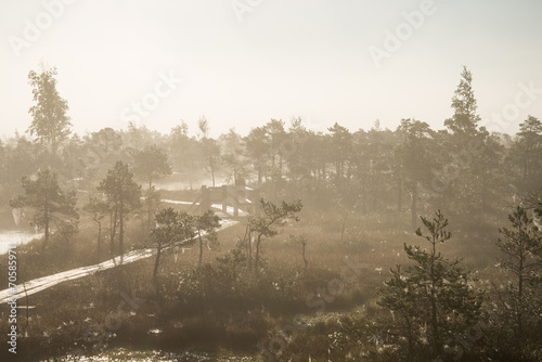 Beautiful tranquil landscape of misty swamp lake © Martins Vanags