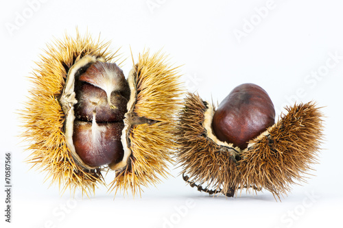 Chestnuts on white background photo