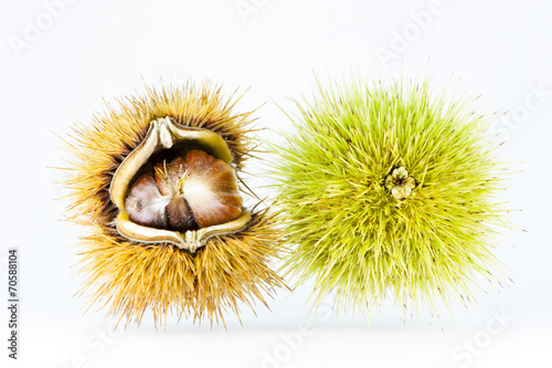 Chestnuts on white background photo