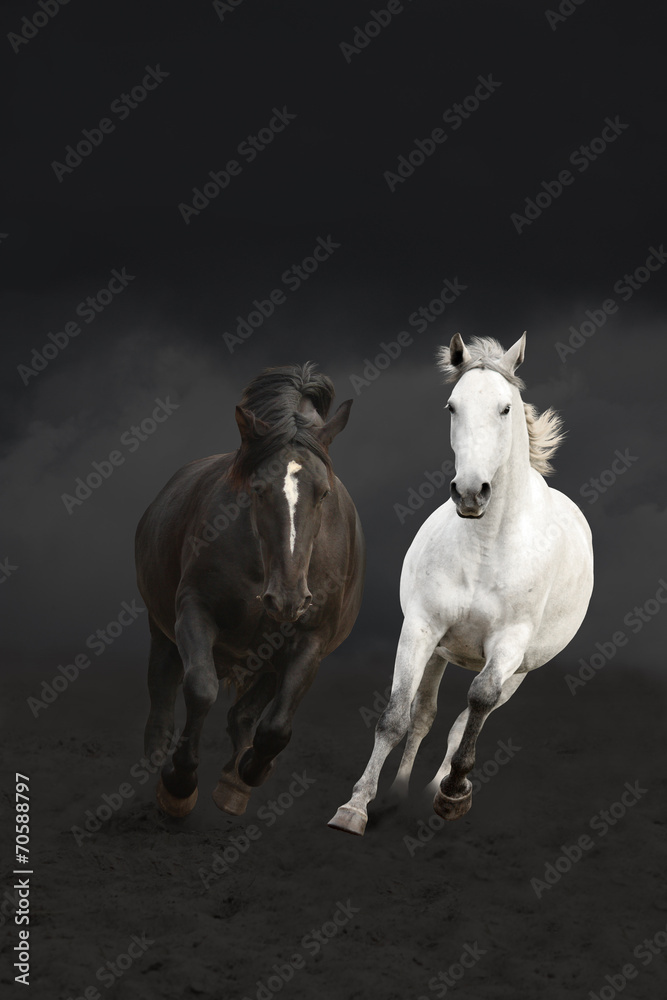 Black and white horses running in the dark