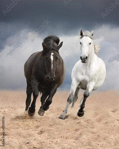 Black and white horses running wild