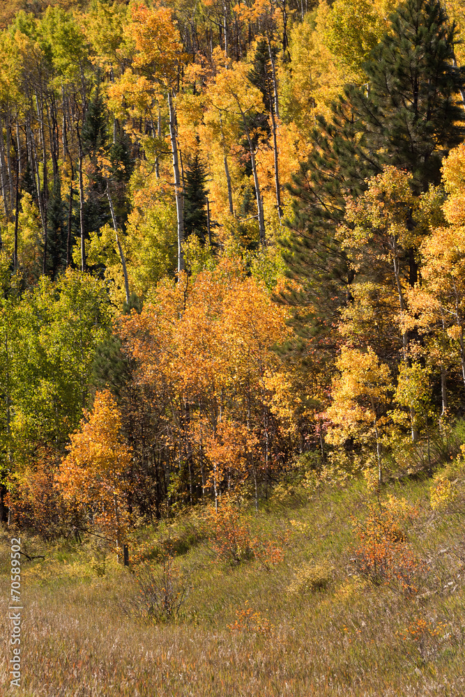 Obraz premium foliage of aspen in colorado mountains