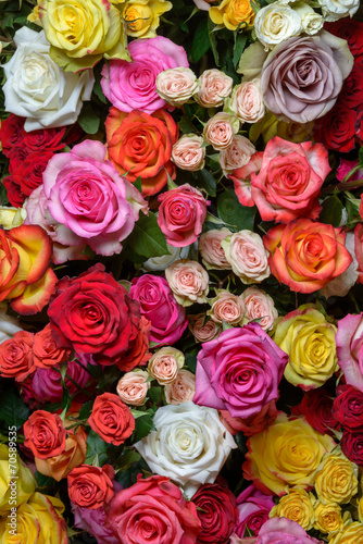 beautiful roses © Sergey Shcherbakov