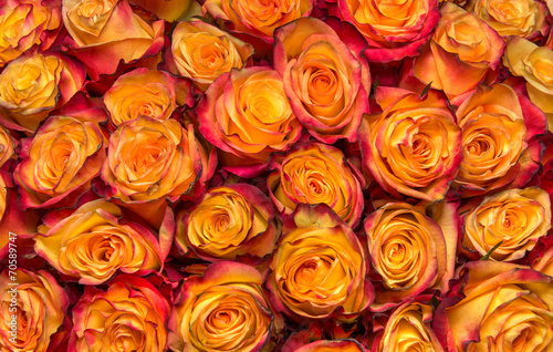 Fototapeta Naklejka Na Ścianę i Meble -  orange rose