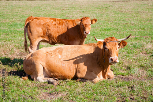Limousin cows
