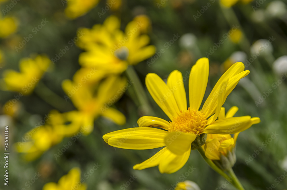 Obraz premium yellow daisy