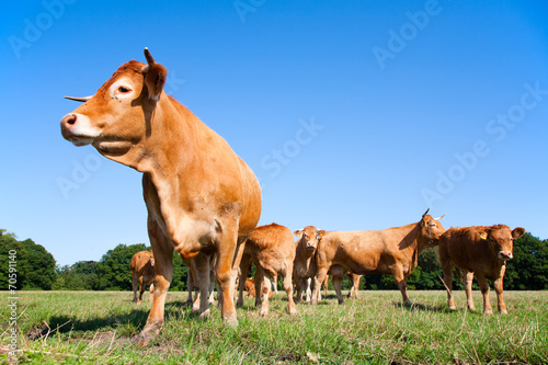 Limousin cows