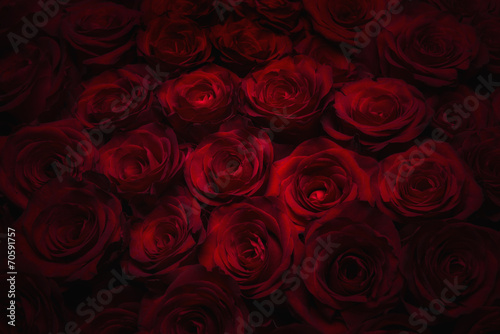 Fototapeta Bezszwowe róże tło
