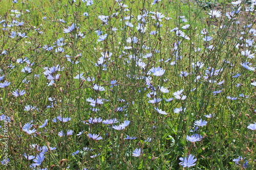 blue flower of Cichorium