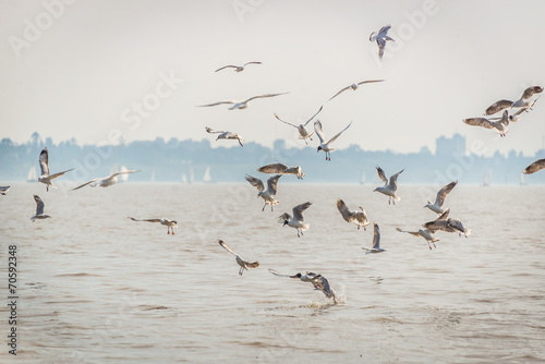 Seagal Flying and fighting, fishing at Rio de la PLata River. Bu © diegocardini