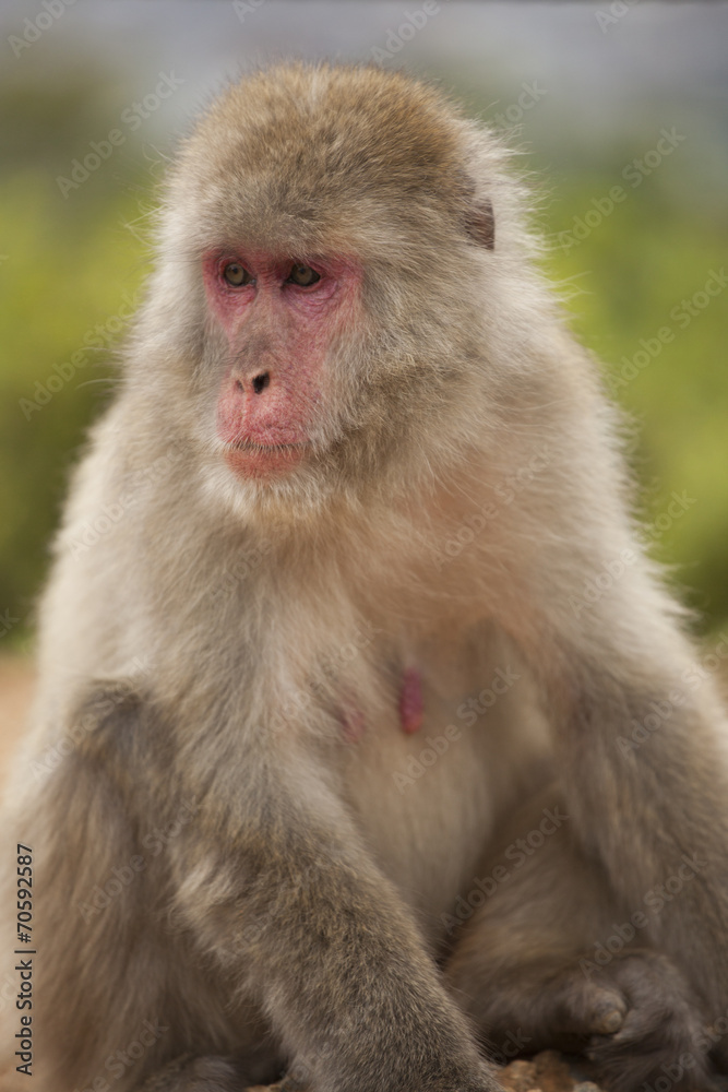 Macaco 2 Macaco 2