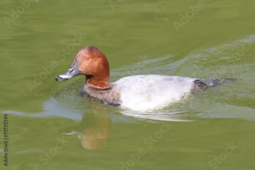 Canard fuligule à dos blanc photo