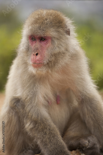 Macaco 2 © Nyky