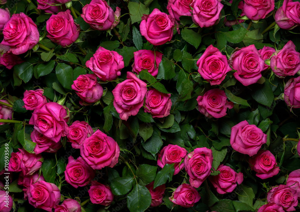Naklejka premium pink roses 2