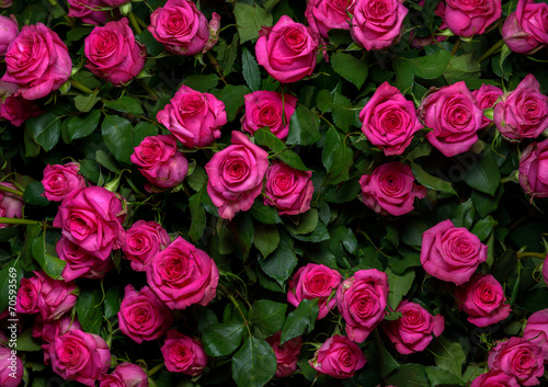 pink roses 2