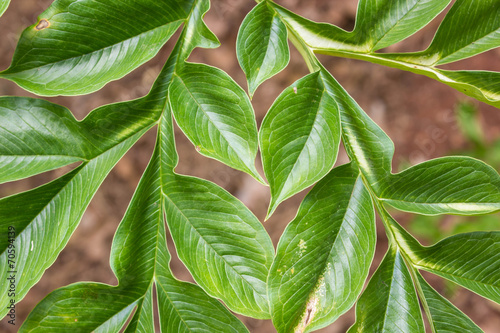 Detail of green konjac leaf (amorphophallus)