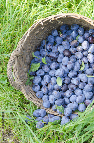 Fresh plums in a basket photo