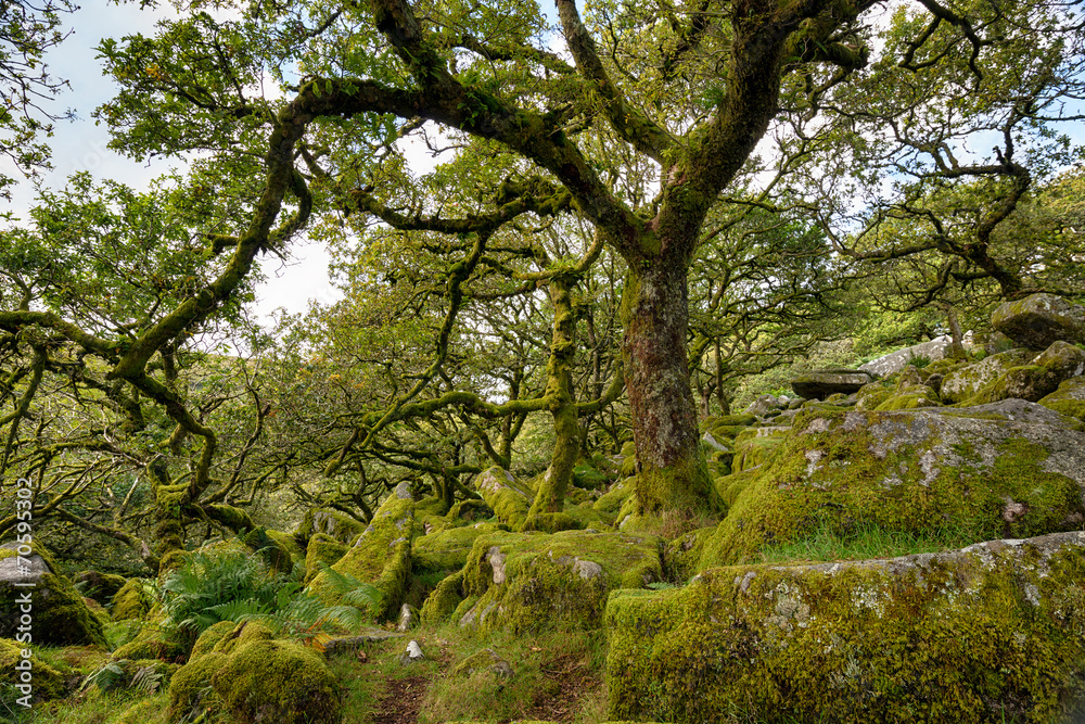 Wistman's Wood on Dartmoor