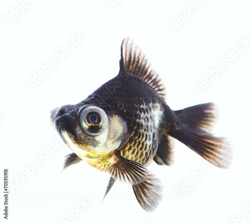 Aquarium black fish b