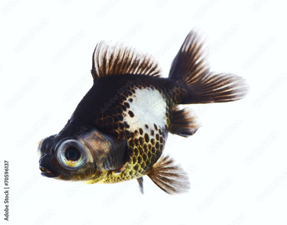 Black live in water Black live in water