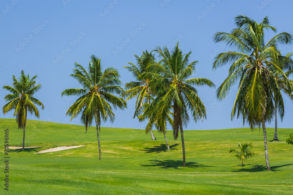 Beautiful view of natural tropical meadow field and palm trees