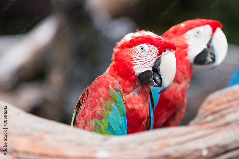 Fototapeta premium red macaw parrot stand on branch