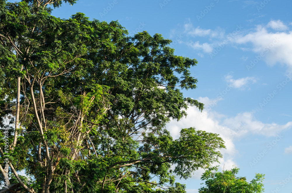 Green trees, the blue sky