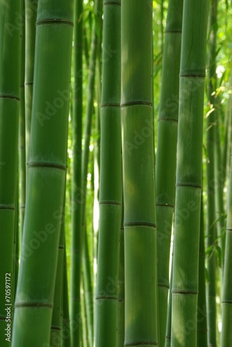 Fototapeta Naklejka Na Ścianę i Meble -  緑の竹林