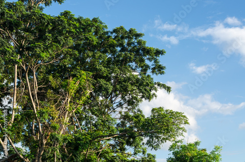 Green trees  the blue sky