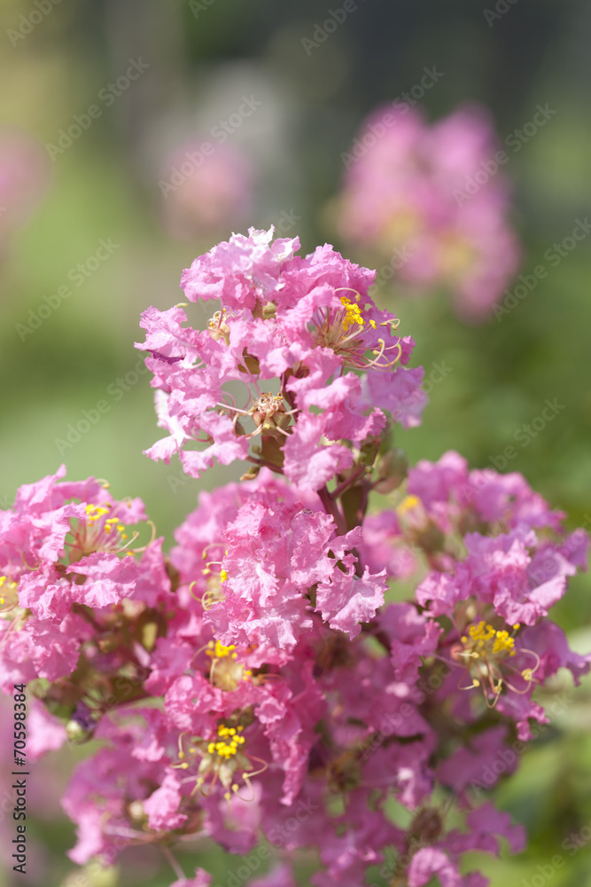 サルスベリの花