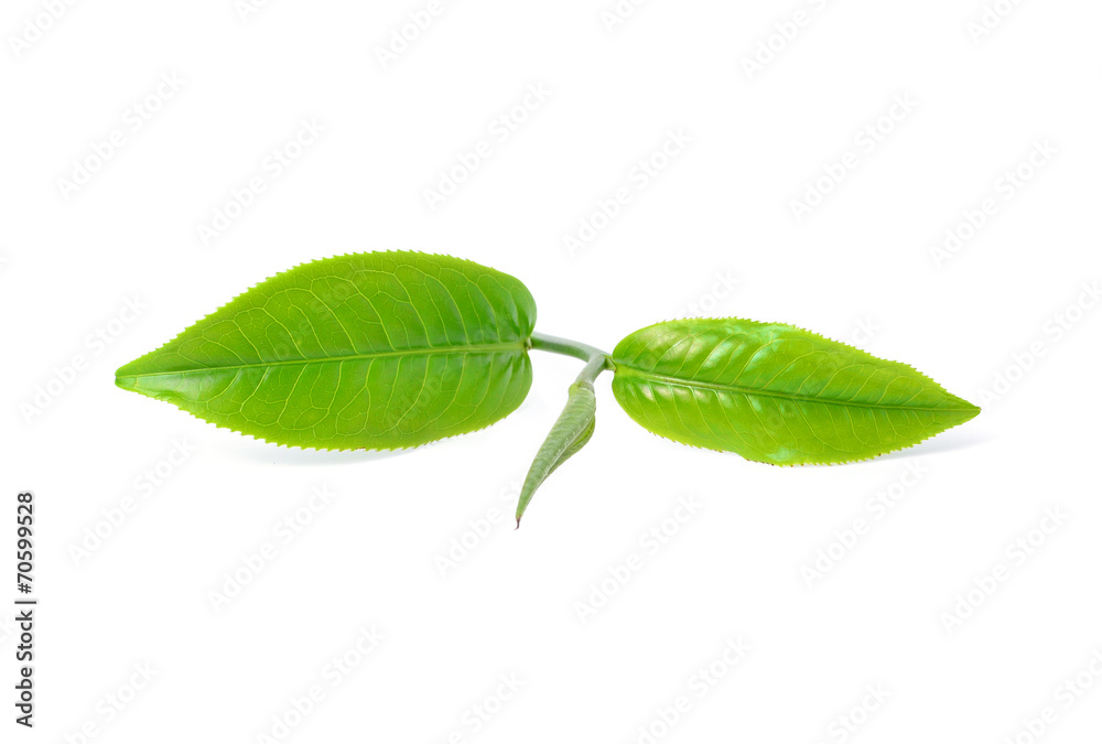 Obraz premium Green tea leaf isolated on white background