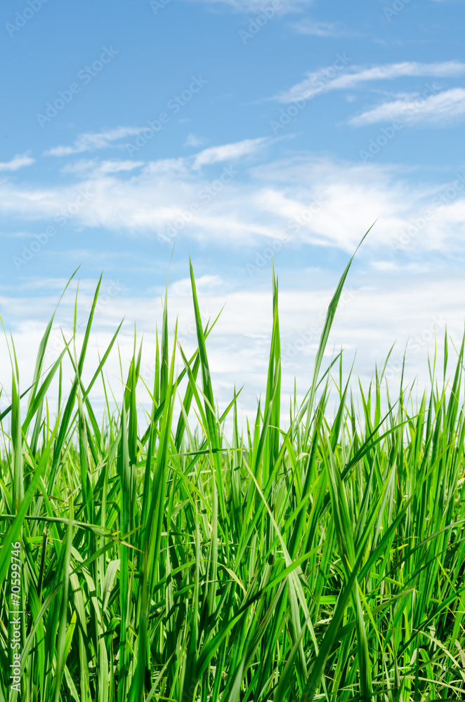 green grass meadow with blue sky background