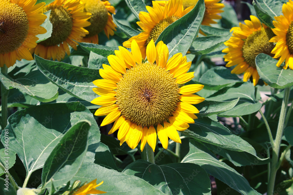 Obraz The sunflower