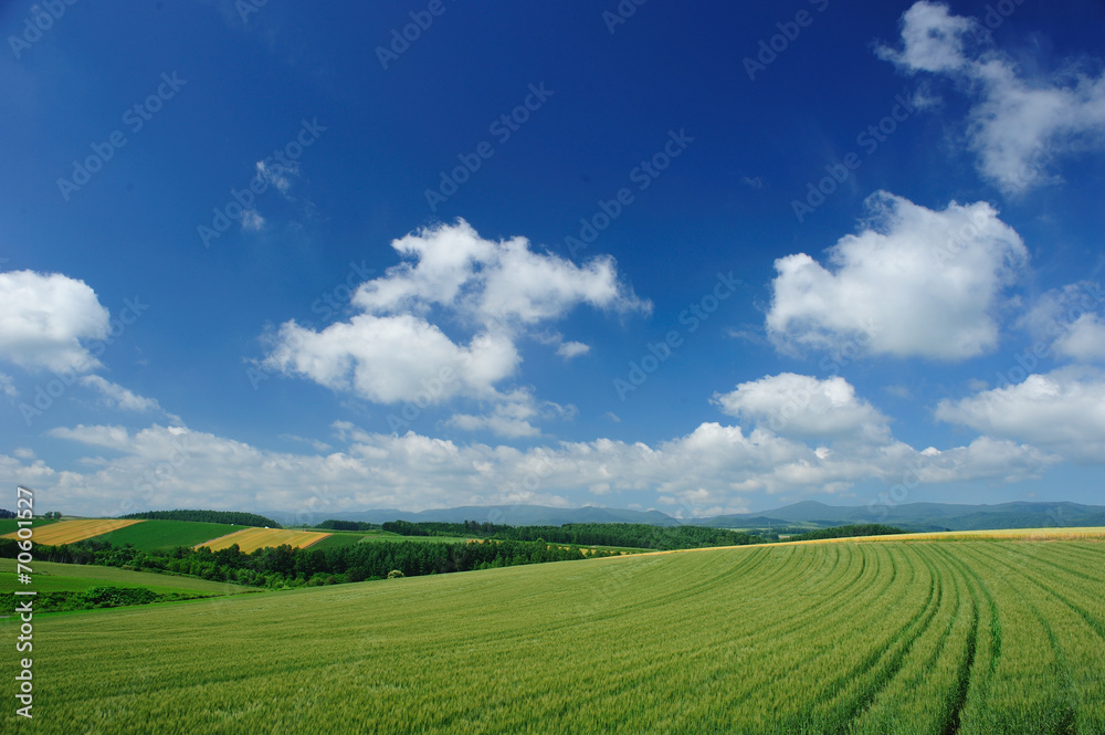 Line trace in wheat meadow and blue sky in Biei, Hokkaido, Japan