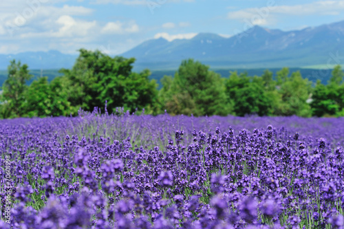 Lavender farm in Hokkaido © dmnapat