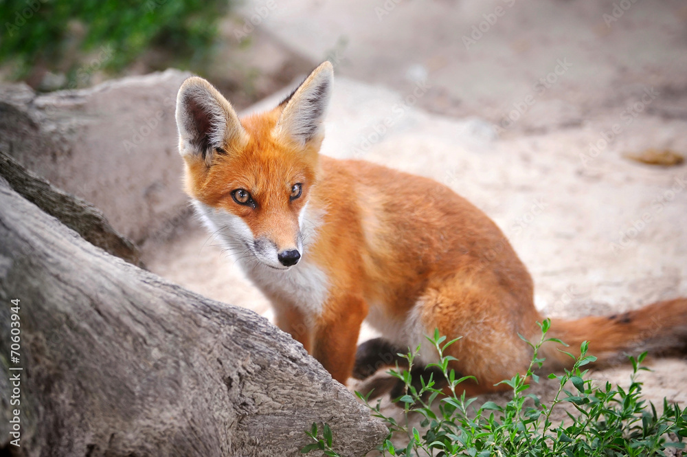 Red Fox Cub Red Fox Cub