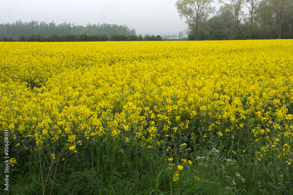 View of a beautiful field of bright yellow canola or rapeseed