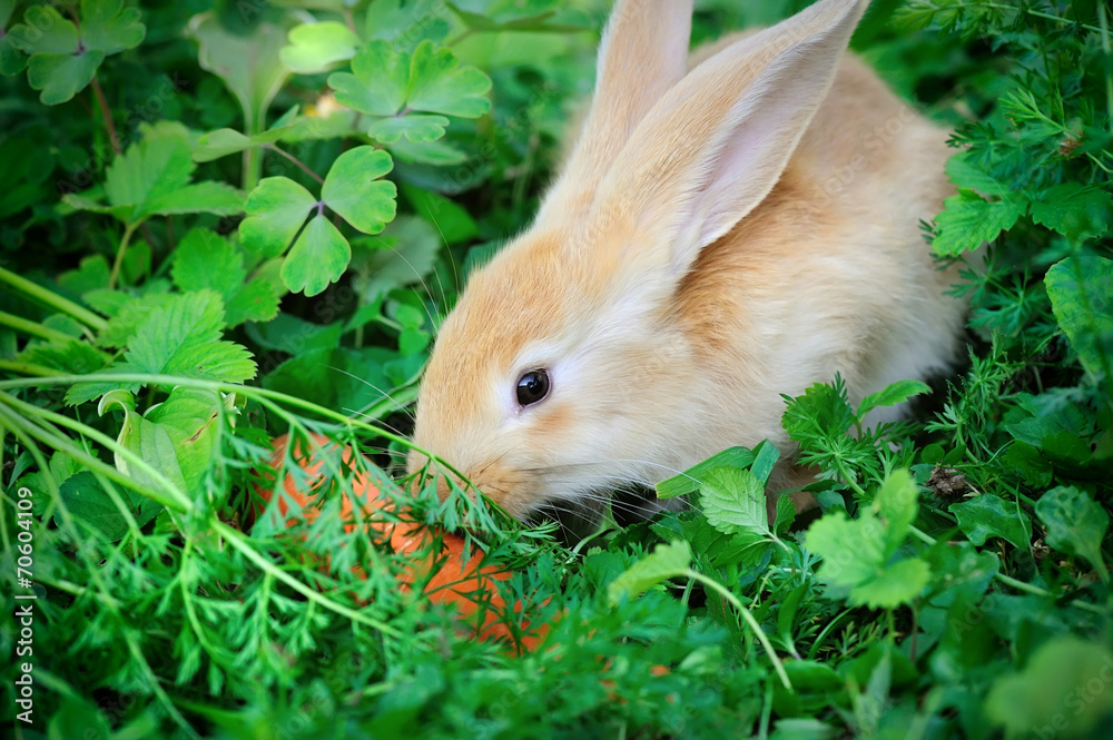 Fototapeta premium Funny baby rabbit with a carrot in grass