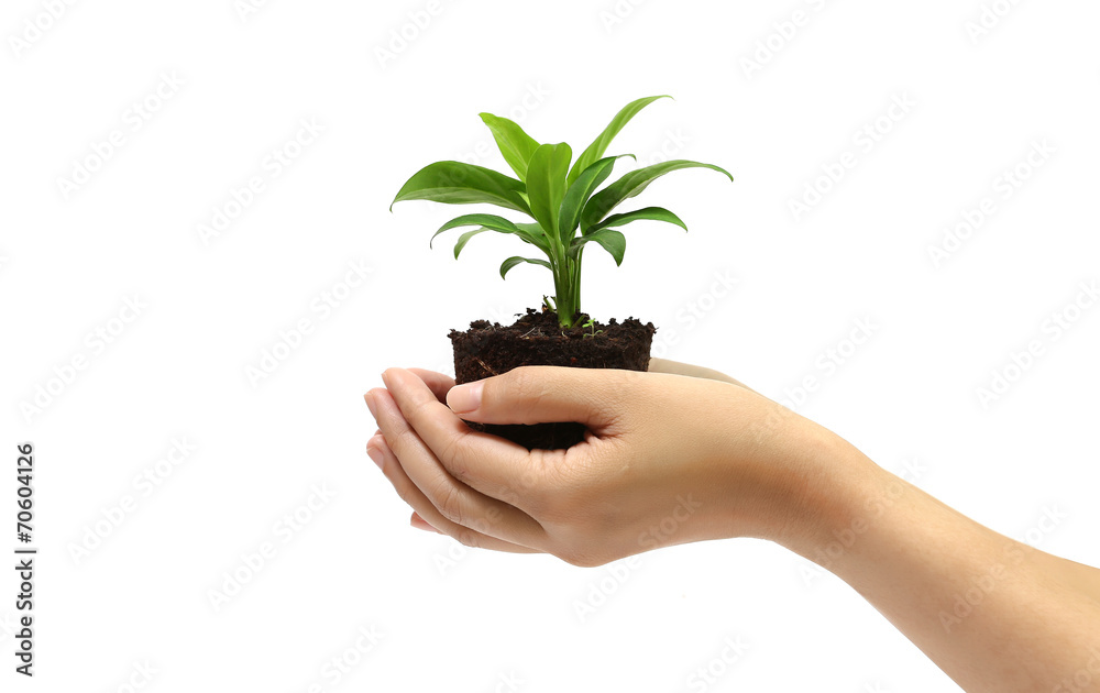 holding green plant in the hand holding green plant in the hand